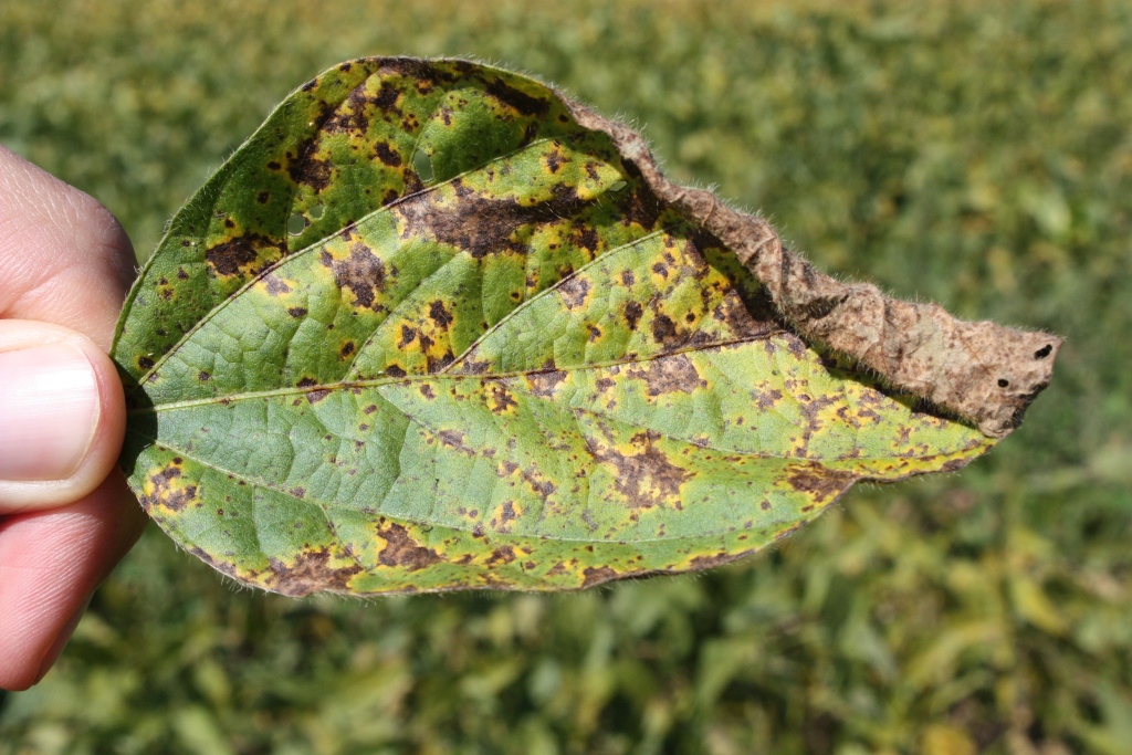 Managing Soybean Diseases With Foliar Fungicide Applications - Soybeans